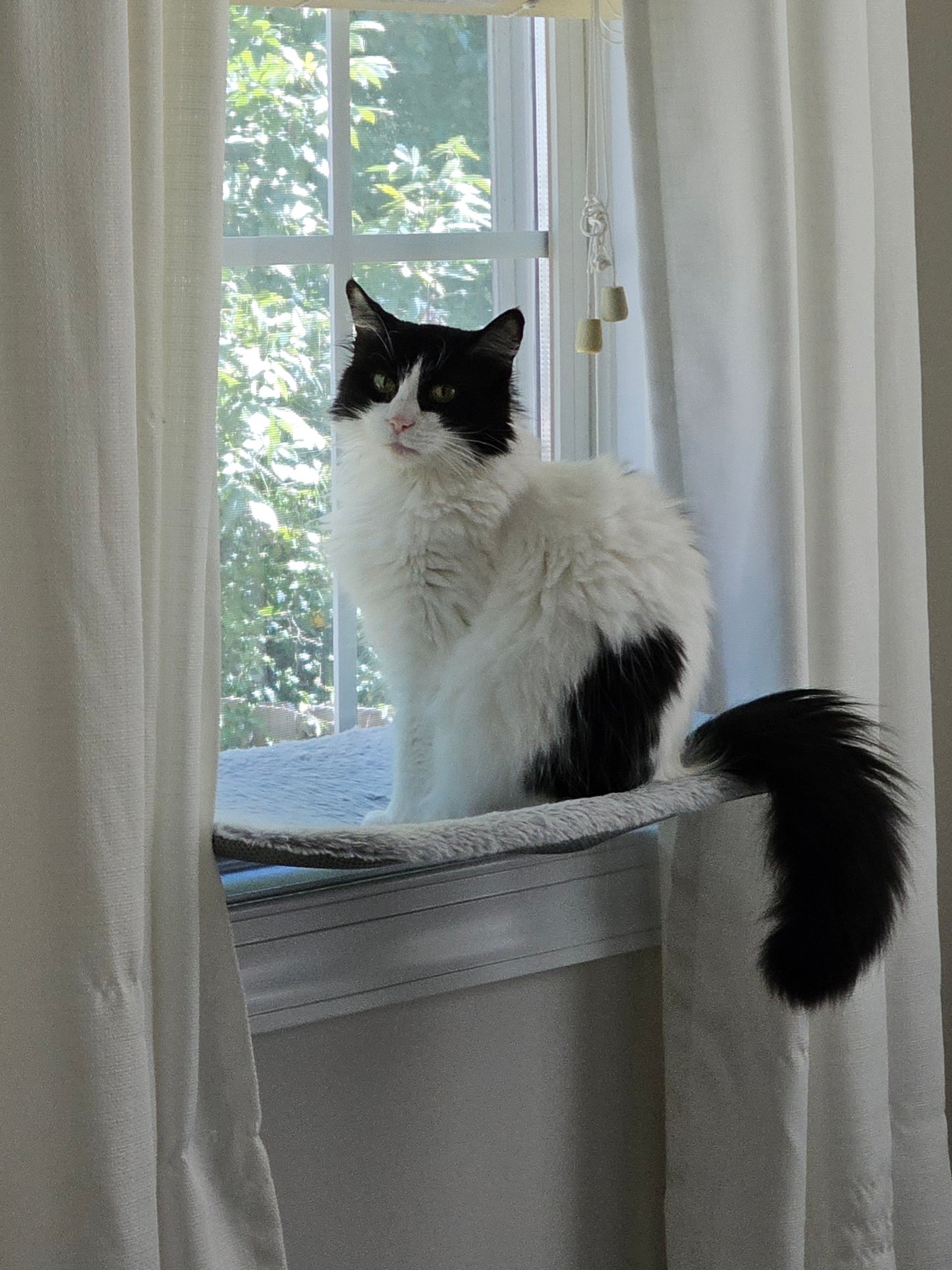this is an american long hair cat