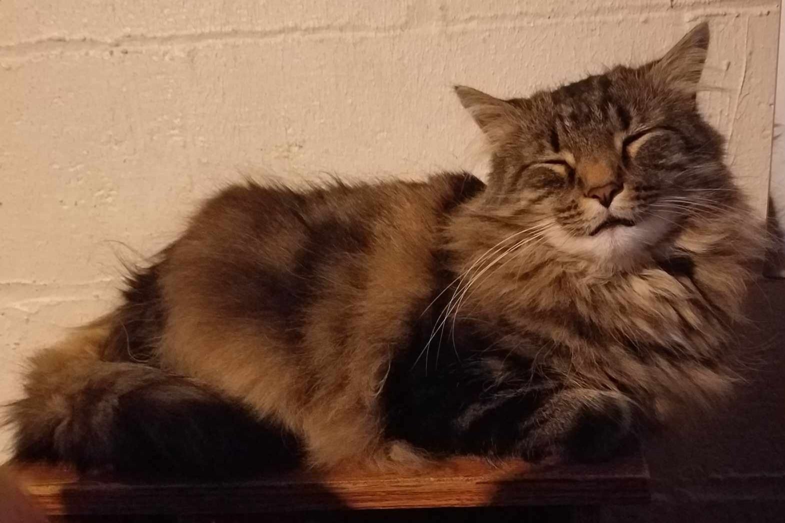 this is a main coon cat