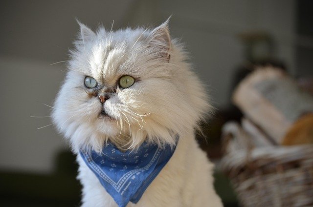 this is a persian cat