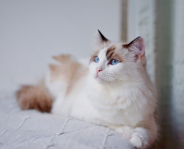 this is a ragdoll cat