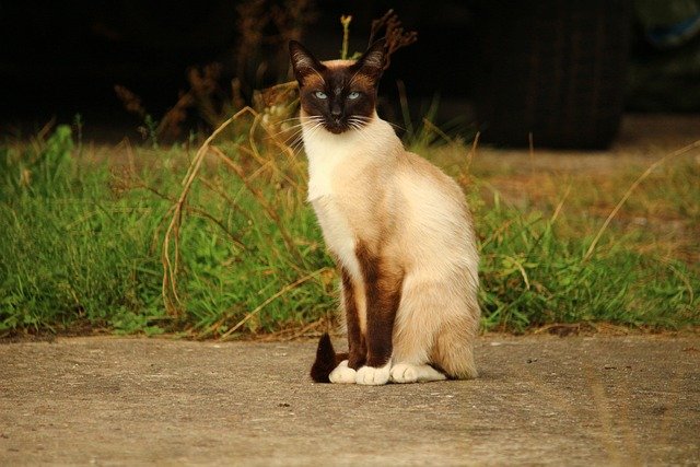this is a siamese cat